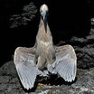 Yellow-crowned Night-Heron